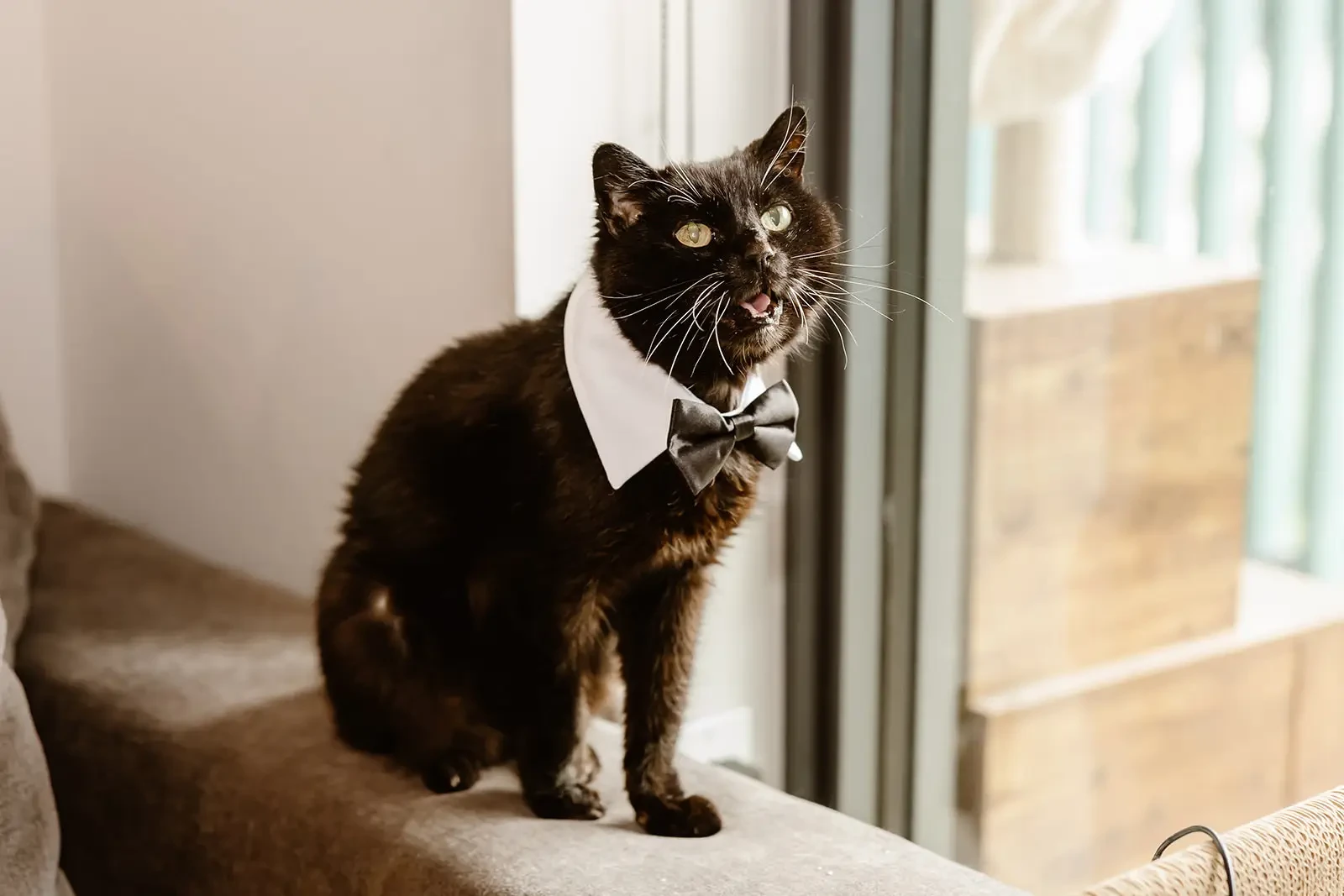 image shows our real bride's cat
